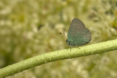 Callophrys mystaphia