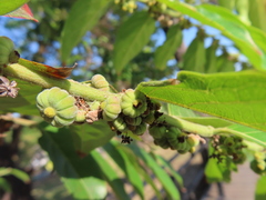 Glochidion philippicum