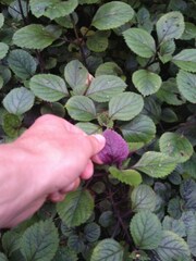 Plectranthus
