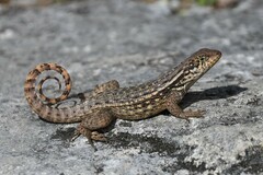 Leiocephalus carinatus