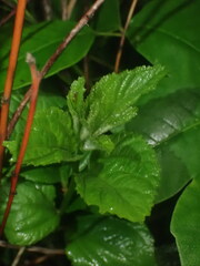 Ceanothus americanus