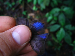 Amiga arnaca
