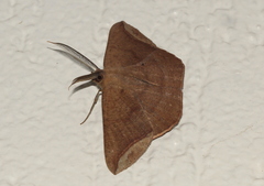 Polycrasta cinereomarginata