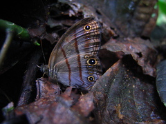Amiga arnaca