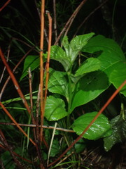 Ceanothus americanus