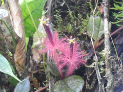 Columnea minor