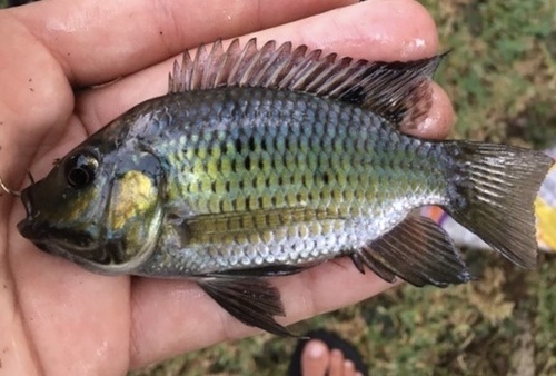 Blackchin tilapia (Sarotherodon melanotheron) — Cichlidae — 2