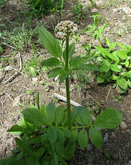 Valeriana occidentalis