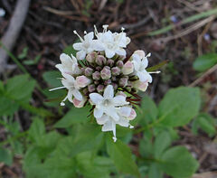 Valeriana occidentalis