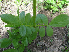 Valeriana occidentalis