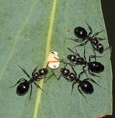 Dolichoderus australis