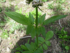 Valeriana occidentalis