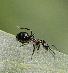 Dolichoderus australis