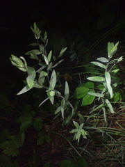 Symphyotrichum sericeum