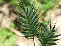 Eremopyrum orientale