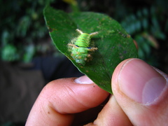 Parasa macrodonta