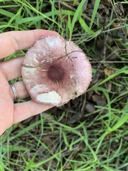 Lepiota decorata