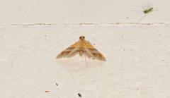 Tetracona amathealis