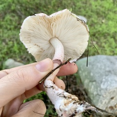 Lepiota decorata