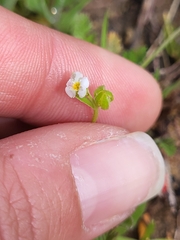Plagiobothrys acanthocarpus