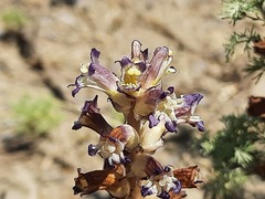 Orobanche cernua