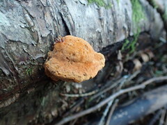 Pycnoporellus