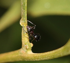 Dolichoderus australis