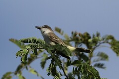 Tyrannus dominicensis