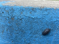 Armadillidium