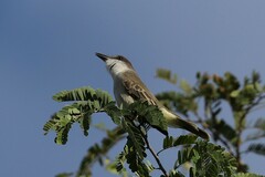 Tyrannus dominicensis