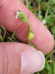 Plagiobothrys acanthocarpus