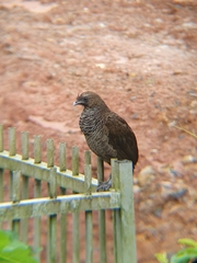 Ortalis squamata