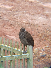 Ortalis squamata