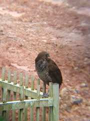 Ortalis squamata