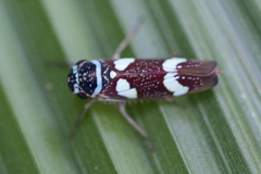 Macugonalia leucomelas