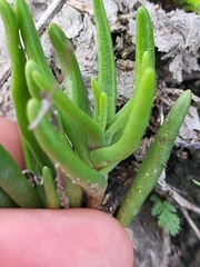 Dudleya variegata