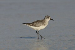 Pluvialis squatarola