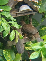 Ortalis squamata
