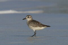 Pluvialis squatarola