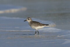 Pluvialis squatarola