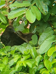 Ortalis squamata