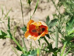 Glaucium corniculatum