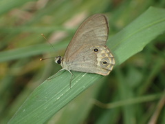 Hypocysta pseudirius