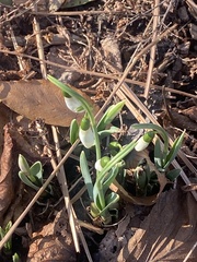 Galanthus elwesii