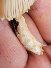 Lepiota spheniscispora