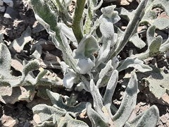 Matthiola odoratissima