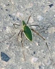 Xenicola