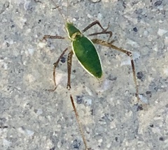 Xenicola
