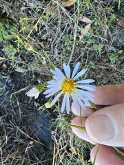 Symphyotrichum simmondsii