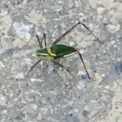 Xenicola